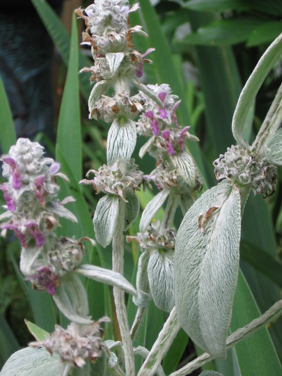 lambs' ears (Stachys byzantina (Lambs' ears))