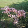 My Dancing Naked Ladies (naked lady lily)
