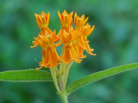 Butterfly Weed (Asclepias tuberosa (Butterfly Weed))