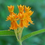 Butterfly Weed (Asclepias tuberosa (Butterfly Weed))