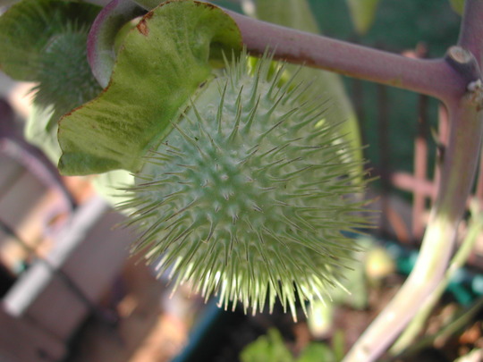 Moon Flower seed pod