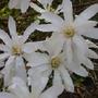 Magnolia Stellata (Magnolia stellata)