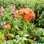 Lychnis_campion