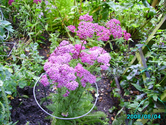 Archilleo   Cherry Queen  (Archilleo)