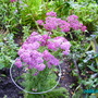 Achillea_cherry_queen