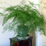 Asparagus Fern (Asparagus Setaceus 'Nanus')