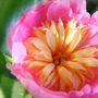 Paeonia lactiflora