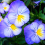 Viola