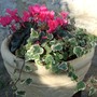 Cyclamen persicum