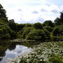 The pool, complete with koi carp.