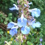 Salvia uliginosa