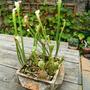 Sarracenia