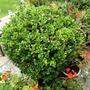Buxus  (Buxus sempervirens (Common box))