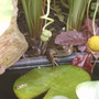 Frog7.jpg