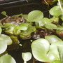Frog8