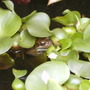 Frog1 (Eichhornia crassipes)