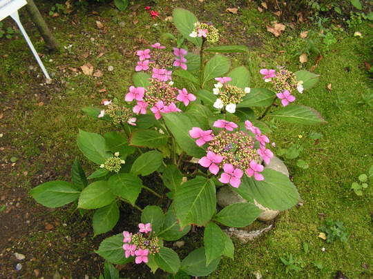 Lace-Cap Hydrangea