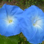 A garden flower photo