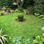 Finished front garden (Buxus sempervirens (Common box))