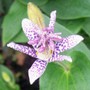 Tricyrtis hirta