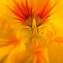 Tropaeolum majus
