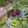 display garden at the pembrokeshire agri. show