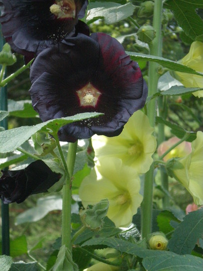  Alcea rosea (Alcea rosea)