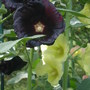  Alcea rosea (Alcea rosea)