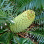 Dioon spinulosum (Dioon spinulosum)