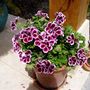 flowers_004.jpg