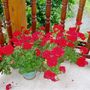 flowers_007.jpg