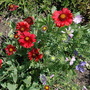 Dsc_0860_gaillardias