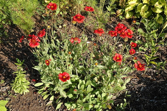 Blanket Flower (Gaillardia aristata (Blanketflower))