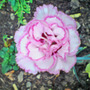 Dsc00062_edited