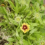 Gaillardiavistabilefrontloungeborder05