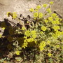 Sedum reflexum