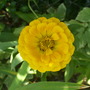 Yellow Zinnia