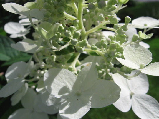 hydrangea 'Pink Diamond' (Hydrangea paniculate (Hydrangea))