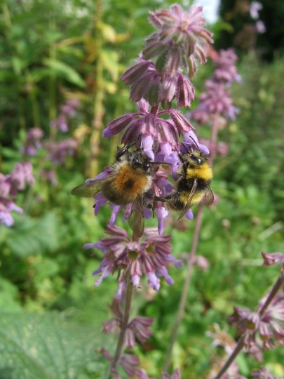 Salvia vercillicata (Salvia verticillata)