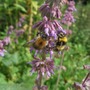 New_growth_on_salvia_and_bees