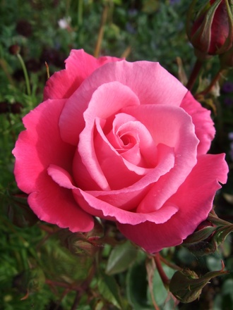 Rosa 'Prima Ballerina' (Rosa 'Prima Ballerina')