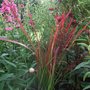 Second_imperata_in_front_bed