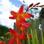Crocosmia 'Autumn Gold'