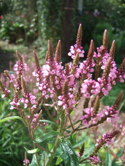 Verbena hastata 'Pink Spires' (Verbena hastata 'Pink Spires')