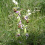 Ophrys