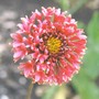 gaillardia pulchella dazzler (gaillardia pulchella)