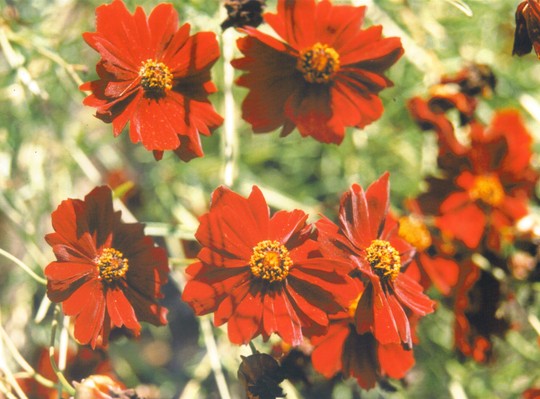 coreopsis tinctoria (Coreopsis tinctoria (Annual Coreopsis))