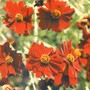 coreopsis tinctoria (Coreopsis tinctoria (Annual Coreopsis))