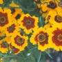 coreopsis - unknown (Coreopsis tinctoria (Annual Coreopsis))