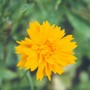 coreopsis jethro tull (Coreopsis grandiflora (Coreopsis Sunray))